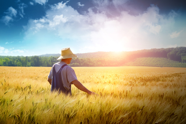 Фермер идет по пшеничному полю
 - Фото, изображение