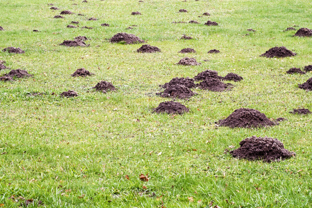 Mole mound - Photo, Image
