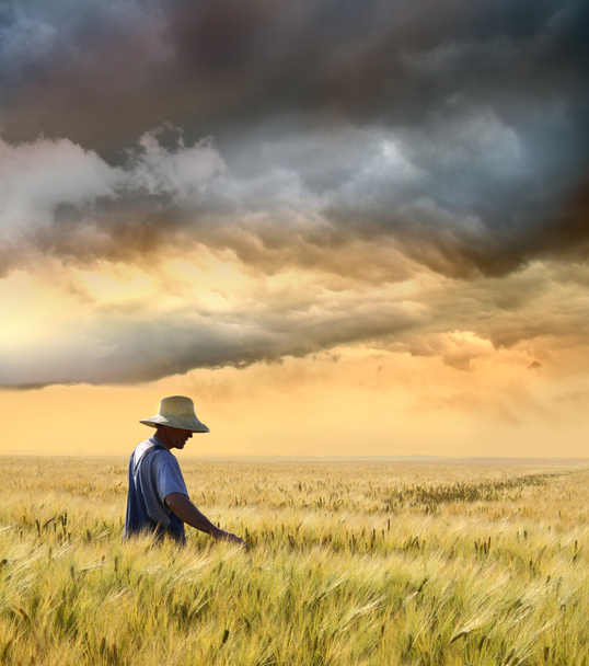 Фермер проверяет урожай пшеницы
 - Фото, изображение