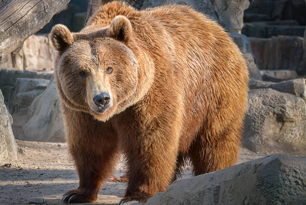 Increíble oso pardo (Ursus Arctos) posando. - Foto, imagen