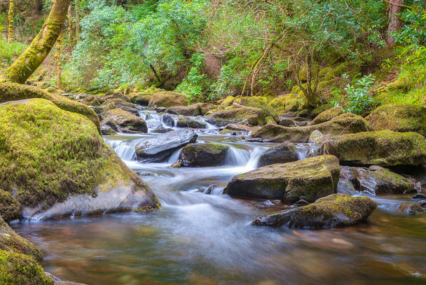 Stream in Killarney National Park, Ireland - Valokuva, kuva
