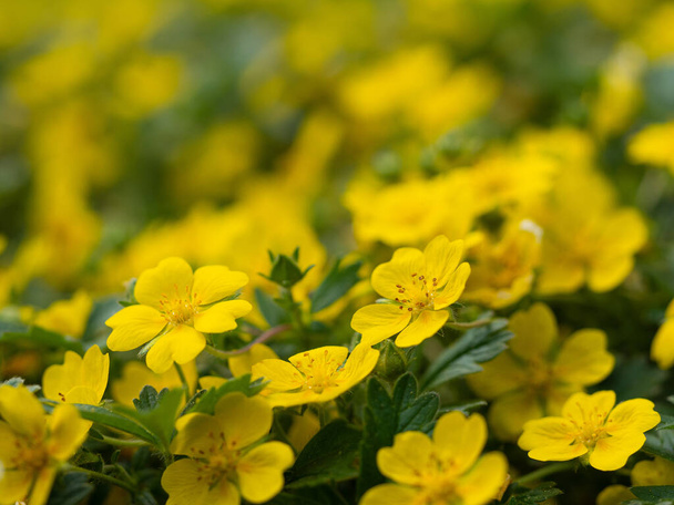 Keltaiset kukat Potentilla reptans (hiipivä cinquefoil, Euroopan cinquefoil) kasvi kukkivat keväällä
 - Valokuva, kuva