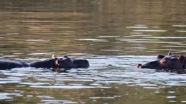 Dwóch młodych hipopotamów hipopotamów, hipopotamów, ćwiczą potyczkę, walczą z otwartymi ustami i pokazują puchar. Park Narodowy Pilanesberg, safari w Republice Południowej Afryki, zdjęcia dzikich zwierząt - Materiał filmowy, wideo