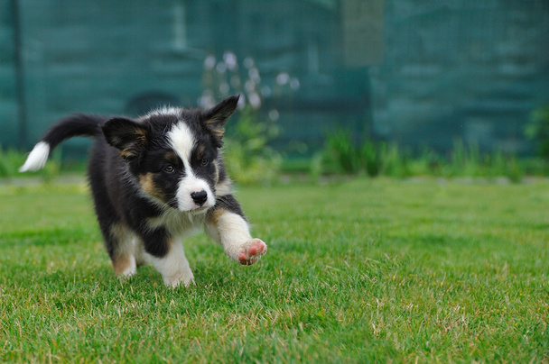 オーストラリアン シェパードのオージー子犬の芝生の上を実行しています。 - 写真・画像