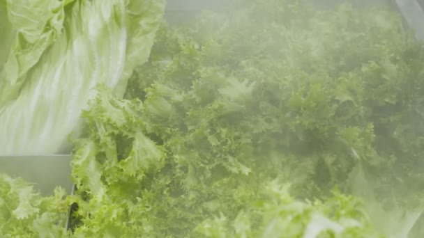 Detailní záběr listů zeleného salátu na regálu supermarketu - Záběry, video