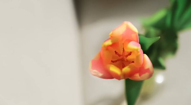 Tulpenknospe aus nächster Nähe. Blumen. Romantik liebt den Frühling. Hintergrund defokussiert. Raum für Text - Foto, Bild