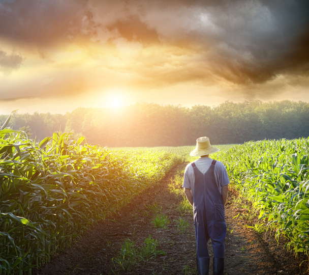 Bauer geht bei Sonnenuntergang in Maisfeldern spazieren - Foto, Bild
