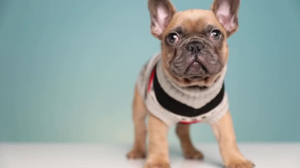 carino cane Bulldog francese indossa abbigliamento in piedi e guardarsi intorno mentre scuote triste su sfondo blu studio
 - Filmati, video