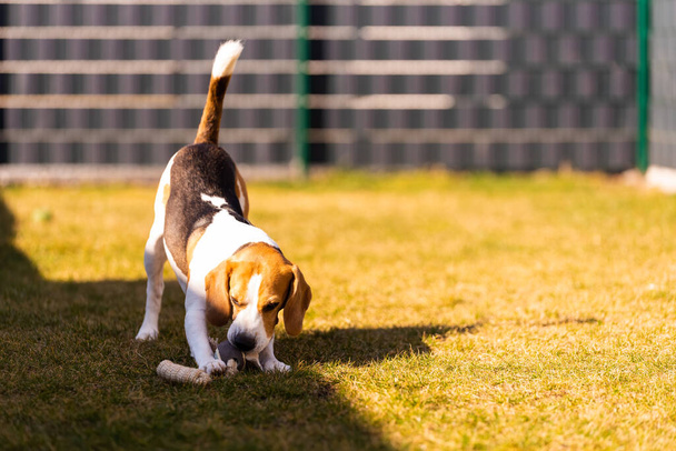 Szczęśliwy pies biegnący z latającymi uszami w kierunku kamery. Koncepcja psa Activ - Zdjęcie, obraz