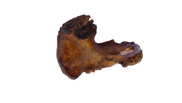 Osso dell'anca umano su sfondo bianco isolato, vista anteriore
 - Foto, immagini