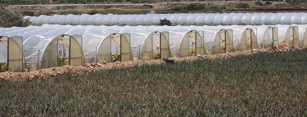 Array of plastic tunnel greenhouses with field of young vegetables in front against a blue sky. - Valokuva, kuva