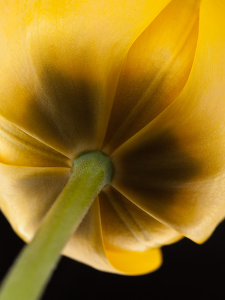 Tulip -Yello - Valokuva, kuva
