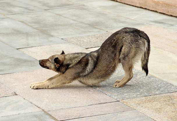 Brown dog flexes, pulling the front paws - Photo, Image