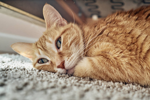 Un chat orange couché sous un canapé
 - Photo, image