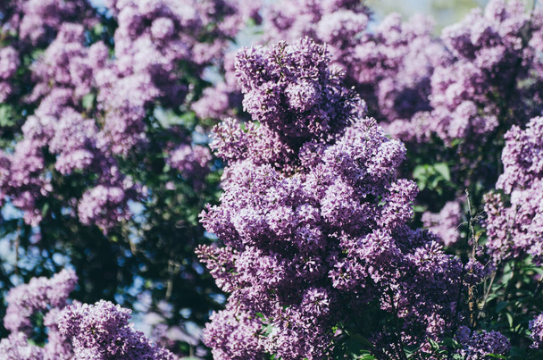 Spring lilac flowers - Foto, Imagen