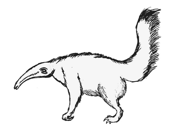Vector, sketch illustration of anteater. Motives of wildlife, nature and exotic animals - Wektor, obraz