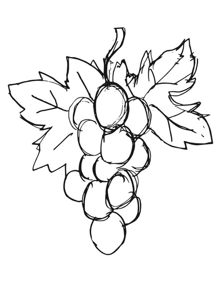 Vector, dibujado a mano, boceto ilustración de racimo de uvas. Motivos del vino, bebidas, alimentos y bebidas
 - Vector, imagen