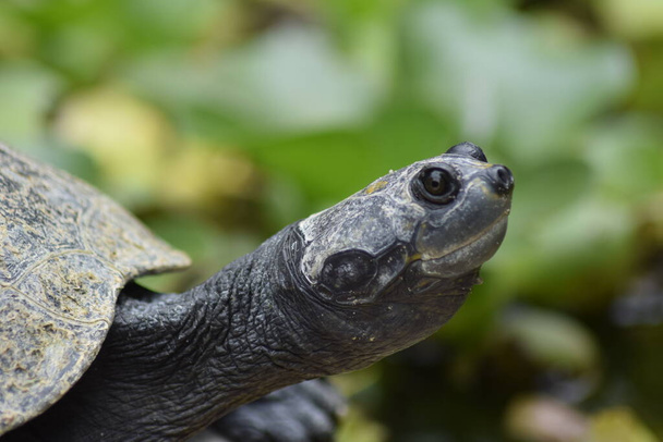 cabeza de una tortuga  - Foto, Imagem