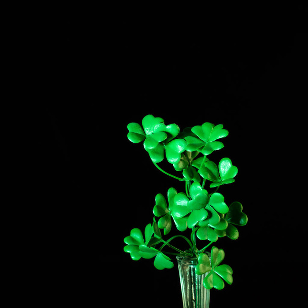 黒の背景のクローズアップで有名なアイルランドの祭り聖パトリックの日のシンボルとしてのシャムロックの葉は、孤立しました。有名な伝統的なアイルランドの祭り聖パトリックの日.  - 写真・画像