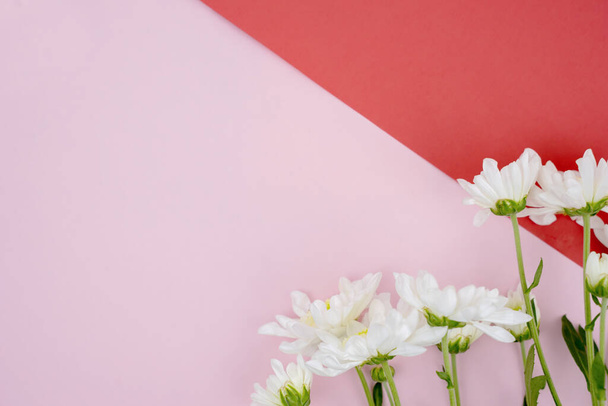 Flat lay of white gerbera flower petal on pink paper background - Foto, imagen