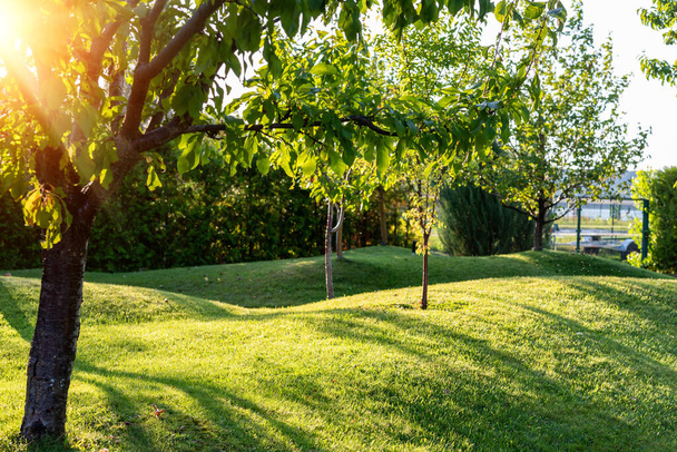 Krásná zelená anglická ovocnářská zahrada s posekanými travnatými pahorky, pahorky a pahorky při teplém večerním západu slunce. Návrh krajiny, údržba, servis a zahradničení. - Fotografie, Obrázek