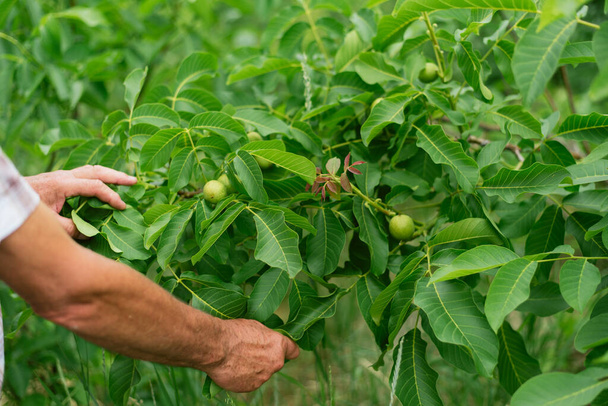 Чоловік збирає врожай з дерева. Руки садівника торкаються волоських горіхів, які висять на зеленому дереві.. - Фото, зображення