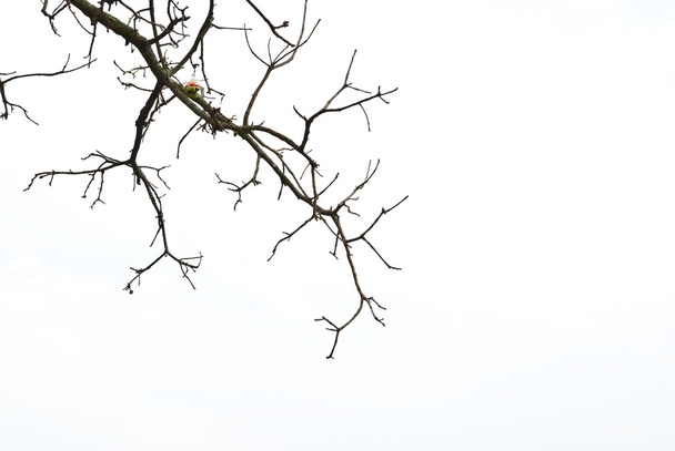 Ramas de árboles
 - Foto, Imagen