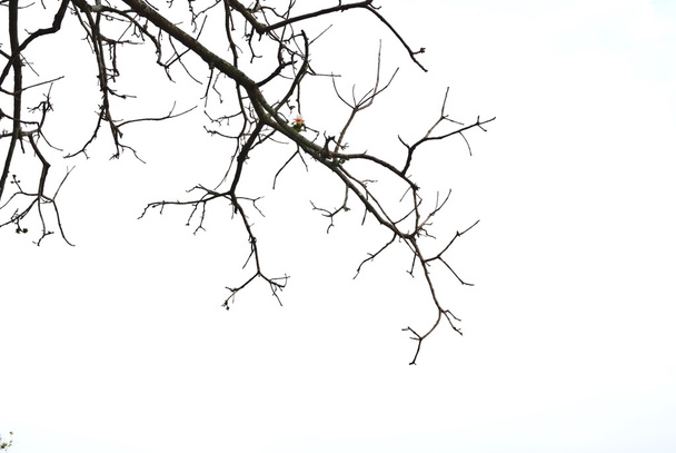 Branches d'arbres
 - Photo, image