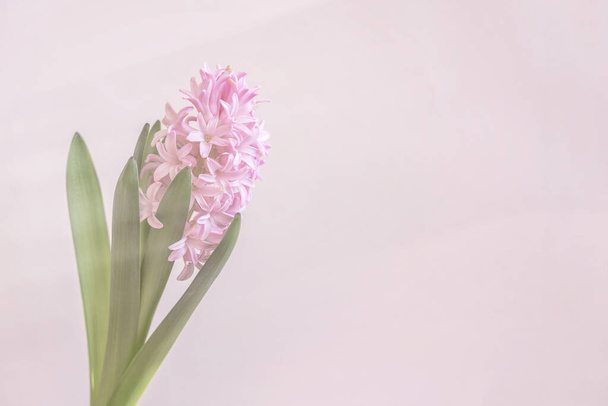 Pink hyacinth flower close-up on light background, minimalism. Copy space. Spring concept - Foto, afbeelding