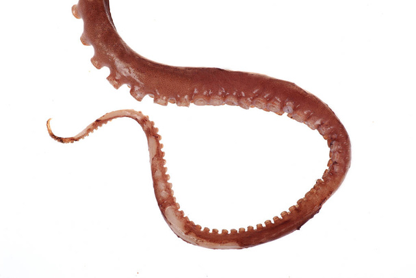 tentáculos de pulpo, un acercamiento - Foto, Imagen