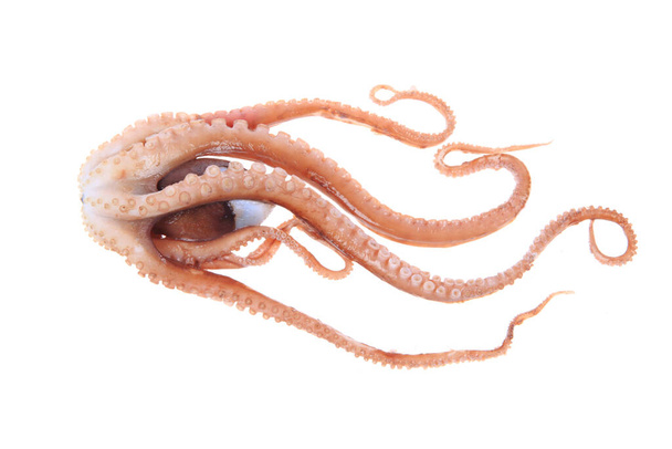 Octopus tentakels, Een close-up - Foto, afbeelding