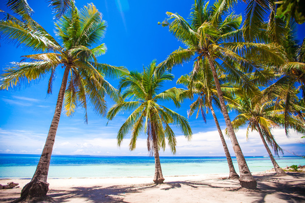 美しいヤシの木と白い砂浜は、フィリピンの熱帯のビーチ - 写真・画像