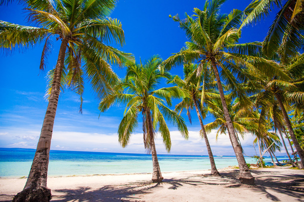Plage tropicale avec de beaux palmiers et sable blanc, Philippines
 - Photo, image