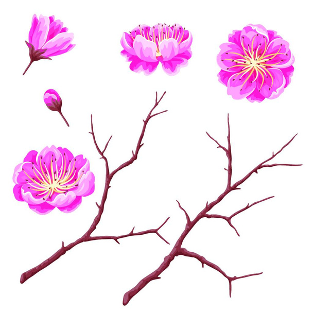 Set of sakura buds or cherry blossom and branches. Japanese blooming flowers. Set of sakura buds or cherry blossom and branches. Japanese blooming flowers. - Vektor, Bild