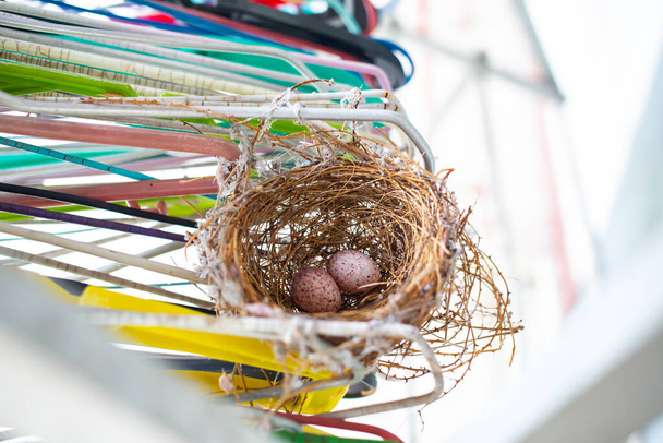 2 jajka w ptasim gnieździe przyklejone wieszaki na płaszcze, ujęcie z bliska, koncepcja życia biologicznego - Zdjęcie, obraz
