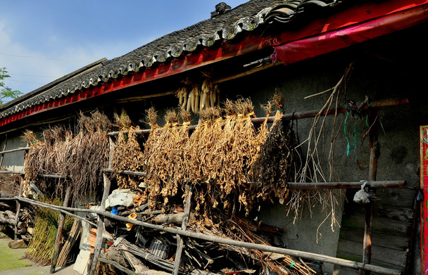 China: Plantas herbales y medicinales colgando del lado de la granja de Sichuan
 - Foto, imagen