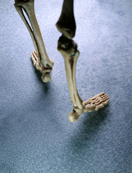 Miniatur-Modell menschlicher Skelette aus nächster Nähe - Foto, Bild