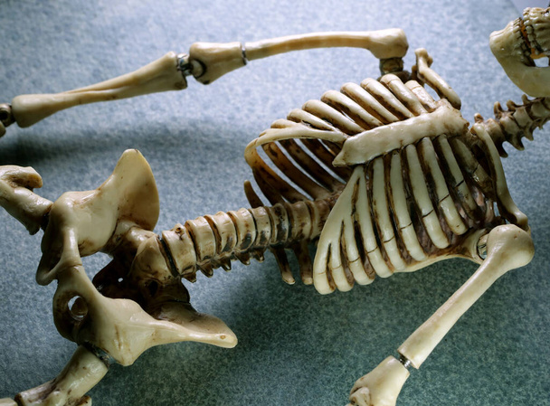Modelo de esqueleto humano miniatura de cerca - Foto, imagen