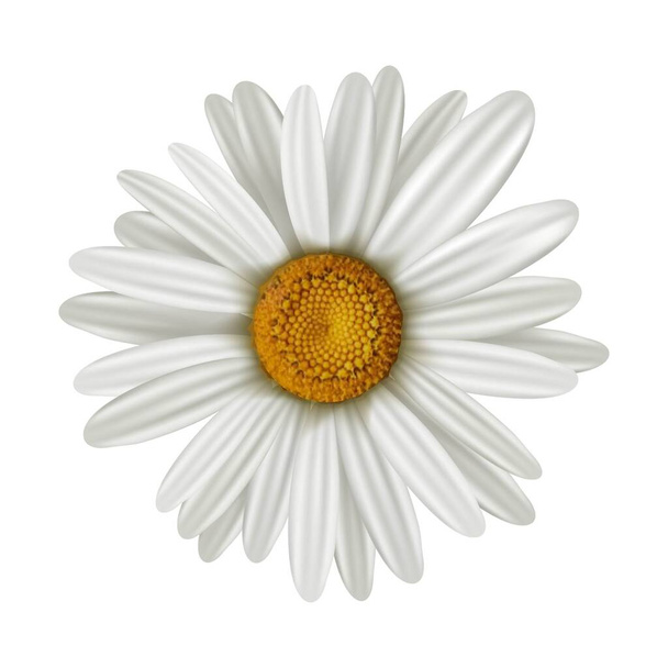 Vector camomile illustration, isolated on white background. - Vector, Image