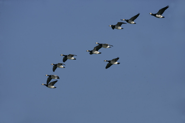 Barnacle Goose, Branta lökosisi - Fotoğraf, Görsel
