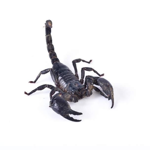 skorpioni eristetty valkoisella pohjalla - Valokuva, kuva