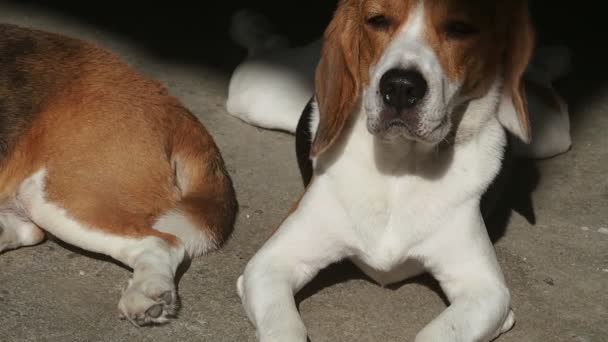Cerrado perro de beagle adorable durmiendo en el suelo bajo la luz del sol.. - Metraje, vídeo