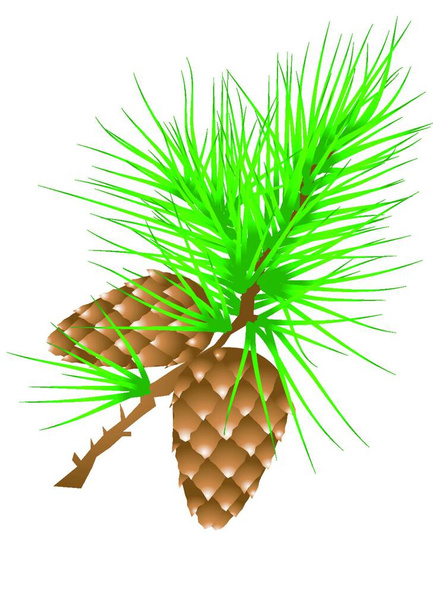 fir cones on spruce branch isolated on white - Vetor, Imagem