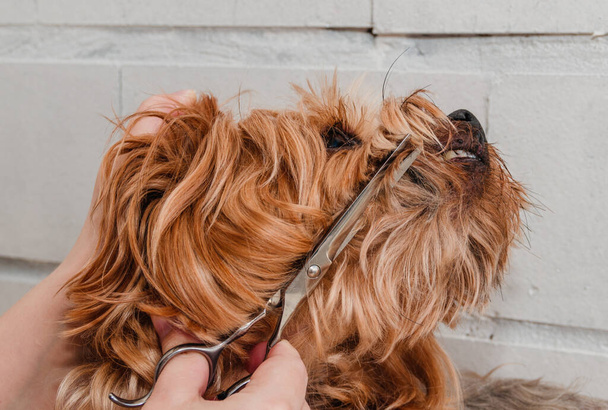 Hygiene of a dog, Yorkshire Terrier trimmed in a zoo, grooming by a master, close-up - Foto, imagen