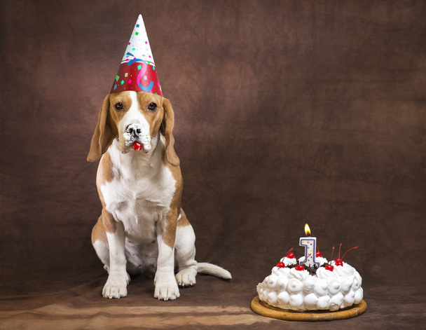 Cão Beagle
 - Foto, Imagem