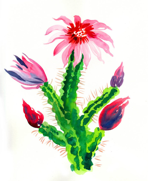 Blossoming cactus plant. Watercolor painting - Photo, Image