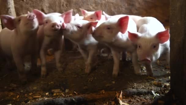 Many funny baby piglet on livestock farm. Pig farming - Footage, Video