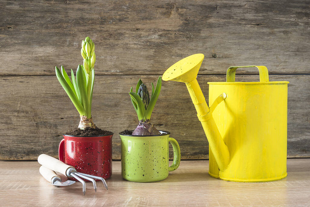 Composición de jardinería de primavera. Dos tazas con crecimientos de jacinto, ye
 - Foto, imagen