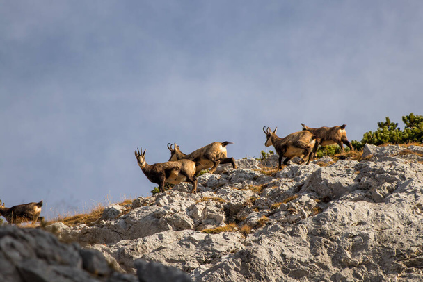 Una mandria di camosci in piedi su una vetta di montagna
 - Foto, immagini