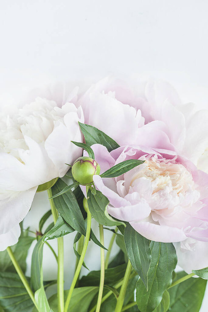 Pink peonies with water drops on white background. Vertical pict - Foto, Imagem